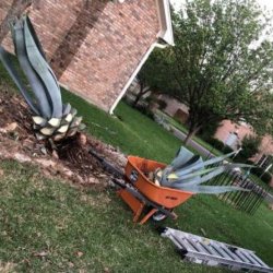 🪓🌲Tree Service 🌲🪓Lawn Service 🍂🍃Clean Ups🍃🍂Landscaping (Austin and surrounding cities) picture